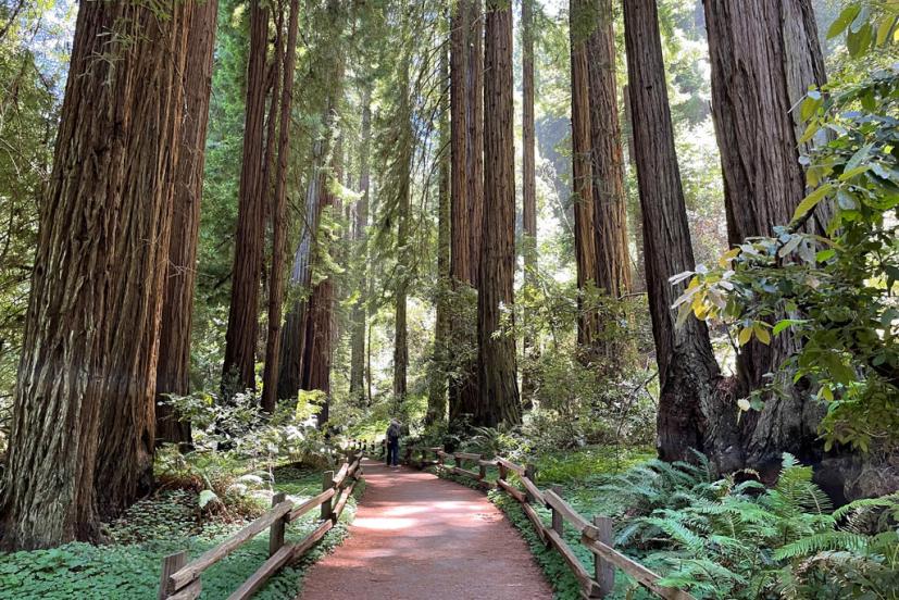 Muir Woods National monument old growth redwoods Mill Valley