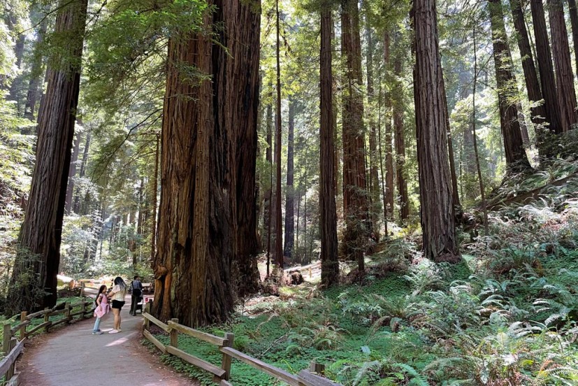 Muir Woods National Monument Mill Valley California