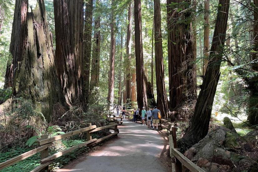 Muir Woods National monument old growth redwoods Mill Valley