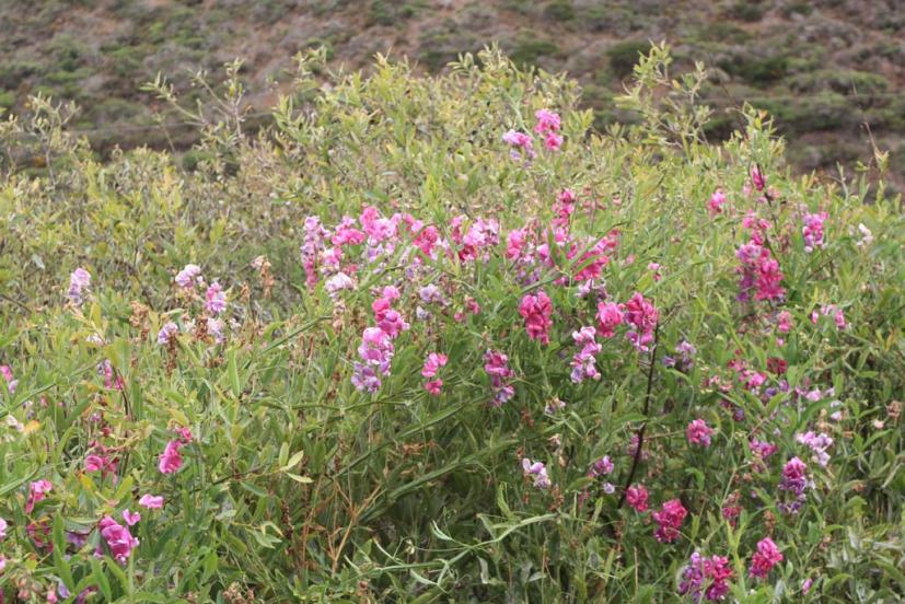 Tennessee Valley Trail