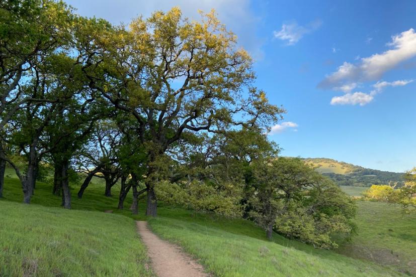 Mount Burdell Dwarf Oak Trail