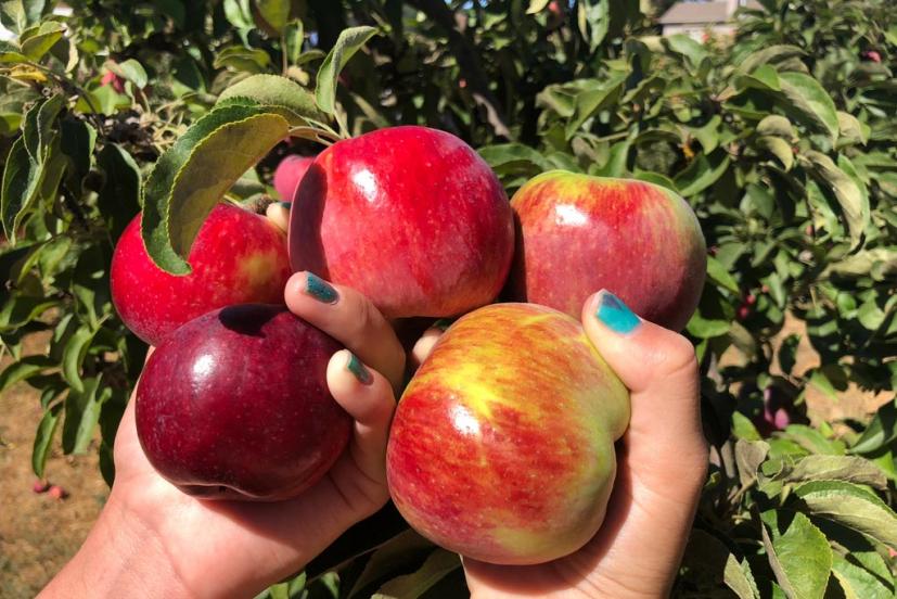 Apple picking Chileno Valley Ranch