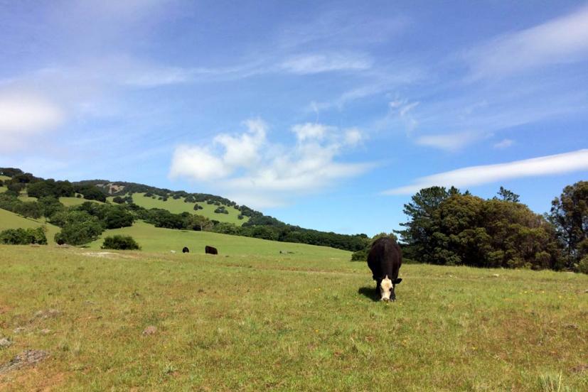 Mt Burdell