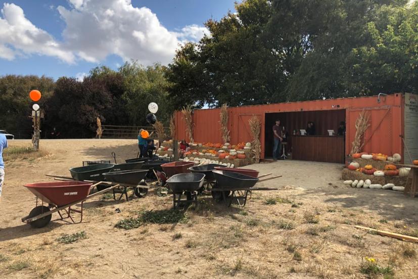 McClellands Dairy Pumpkin Patch