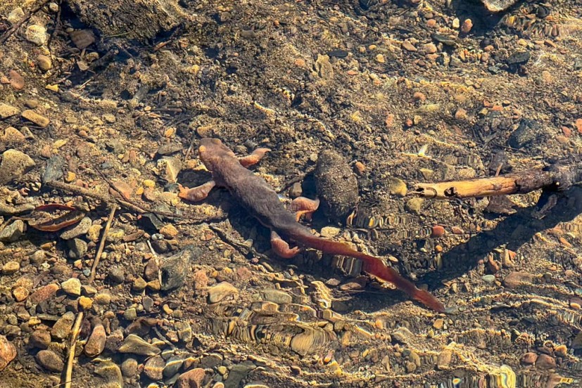 Newt in the creek Lake Lagunitas