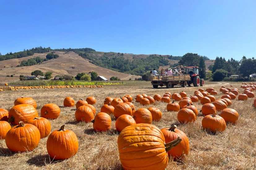 Nicasio Valley Pumpkin Patch