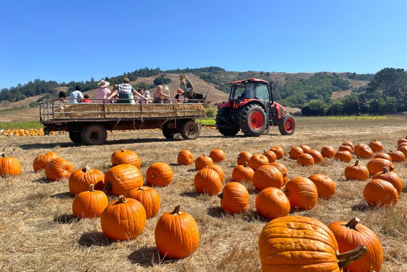 Nicasio Valley Pumpkin Patch