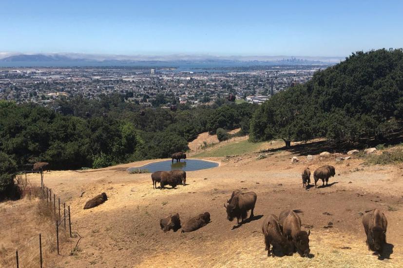 Oakland Zoo bison