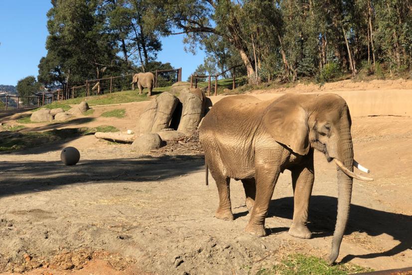 Oakland Zoo