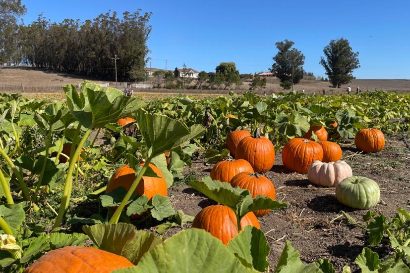 Peter Pumpkin Patch