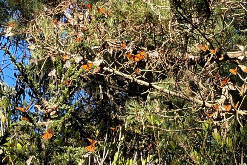 Monarch butterflies Pacific Grove
