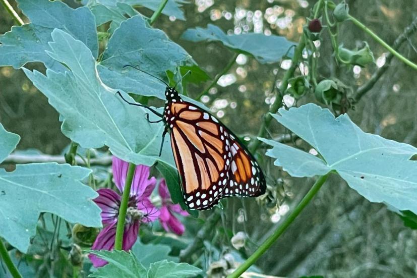 Monarch butterfly Pacific Grove