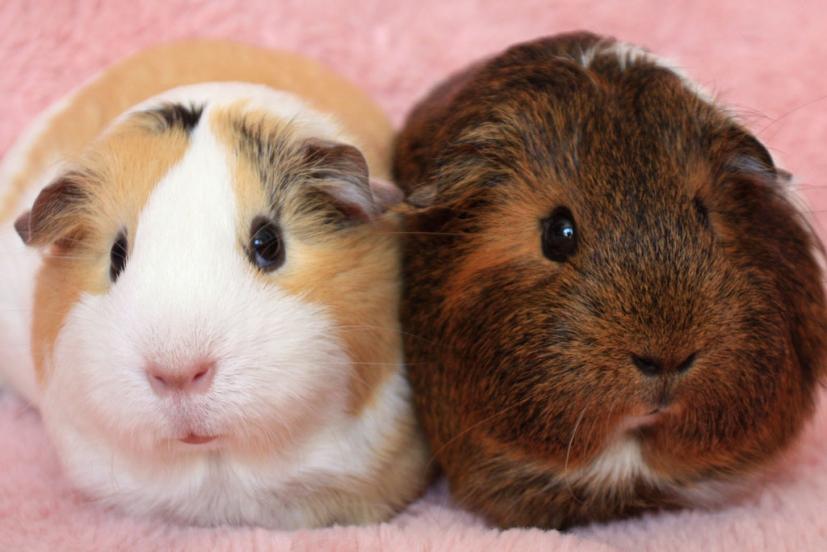 Guinea Pigs