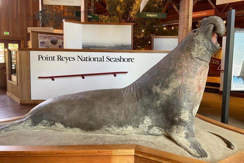 Elephant Seal point Reyes Visitor Center