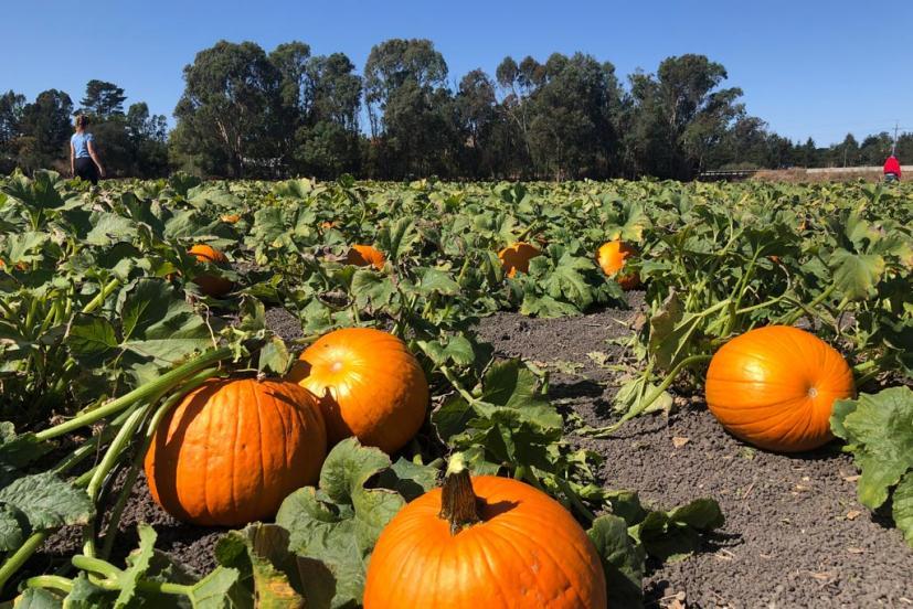 Petaluma Pumpkin Patch