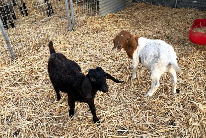 Petaluma Pumpkin Patch goats