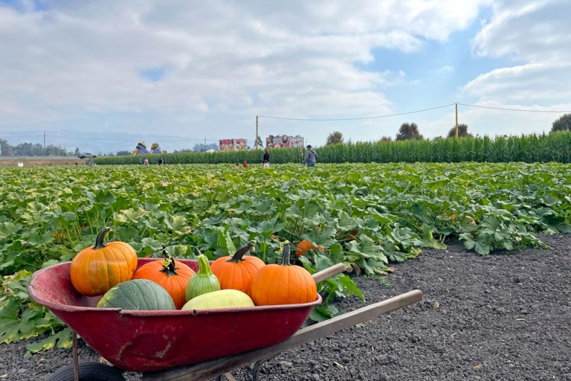 Petaluma Pumpkin Patch