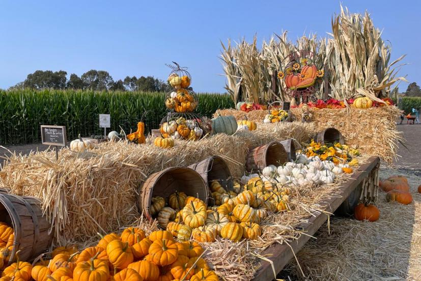 Petaluma Pumpkin Patch and Amazing Corn Maze Marin Mommies