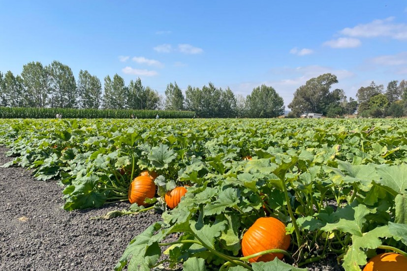 Petaluma Pumpkin Patch