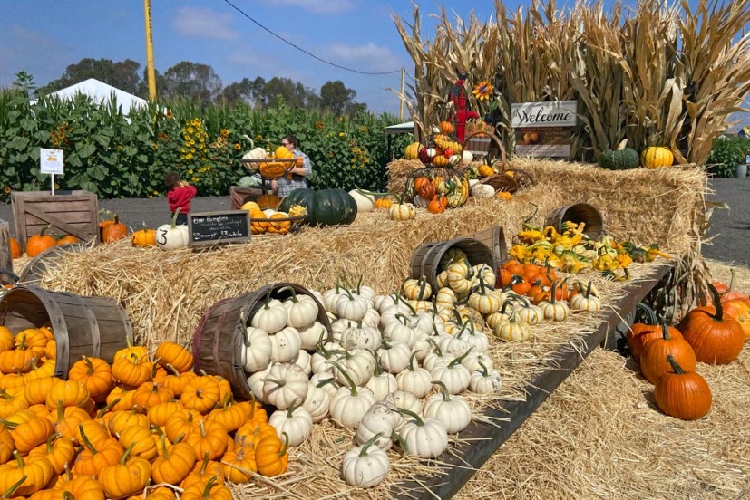 Petaluma Pumpkin Patch