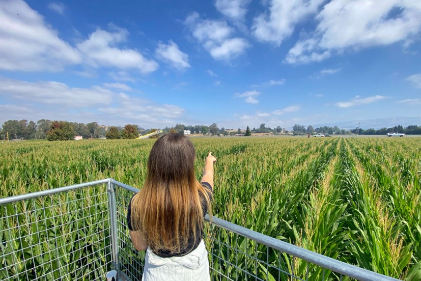 Petaluma Pumpkin Patch Amazing Corn Maze