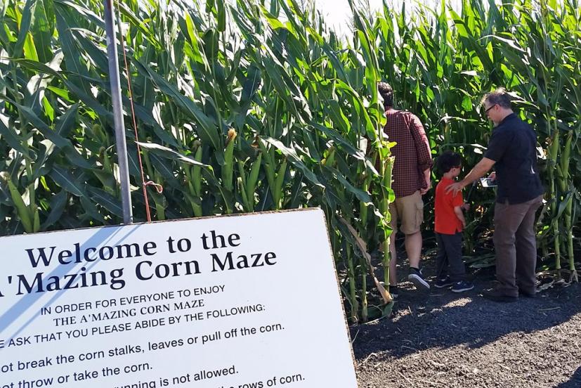 Petaluma Pumpkin Patch