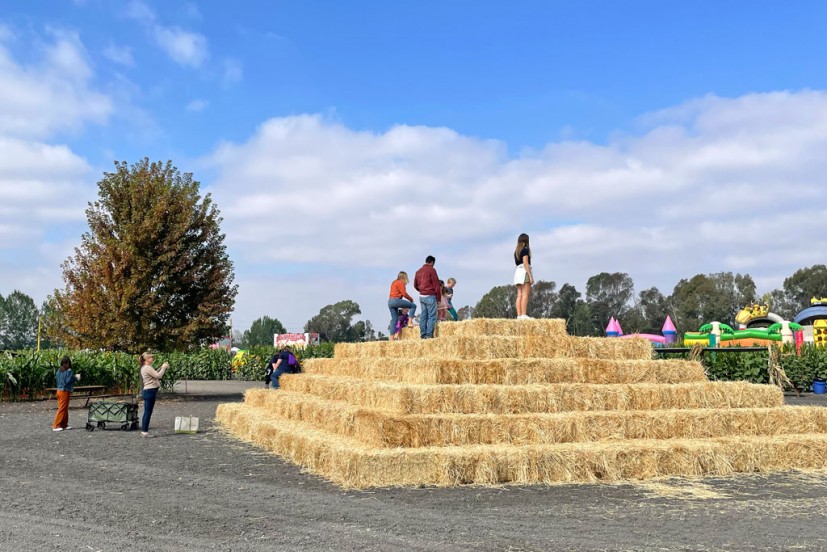 Petaluma Pumpkin Patch