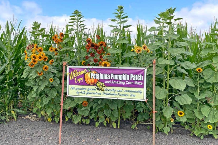 Petaluma Pumpkin Patch