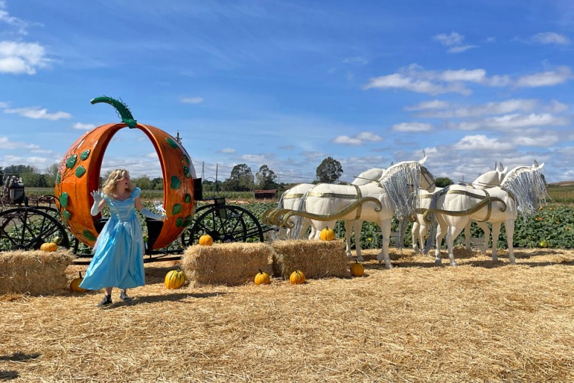 Halloween Fun at Pronzini Farms Pumpkin Patch in Petaluma Halloween Fun at Pronzini Farms Pumpkin Patch in Petaluma