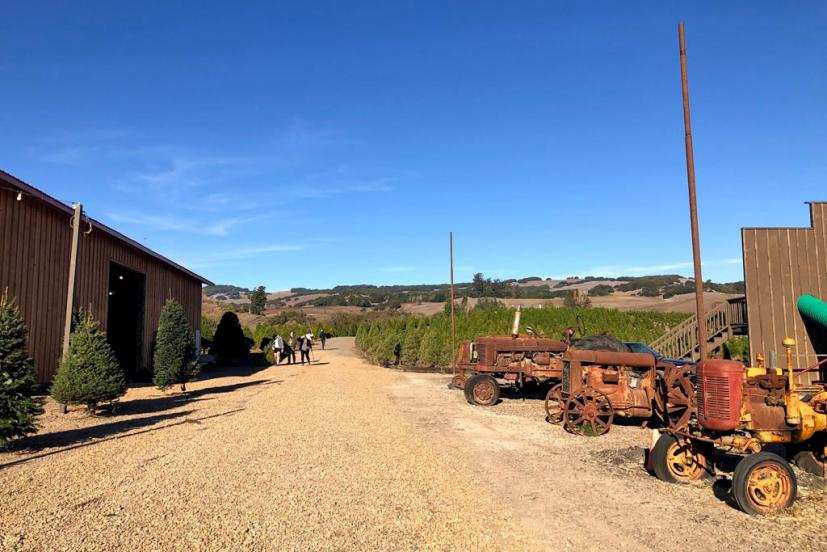 Pronzini Farms Christmas Trees