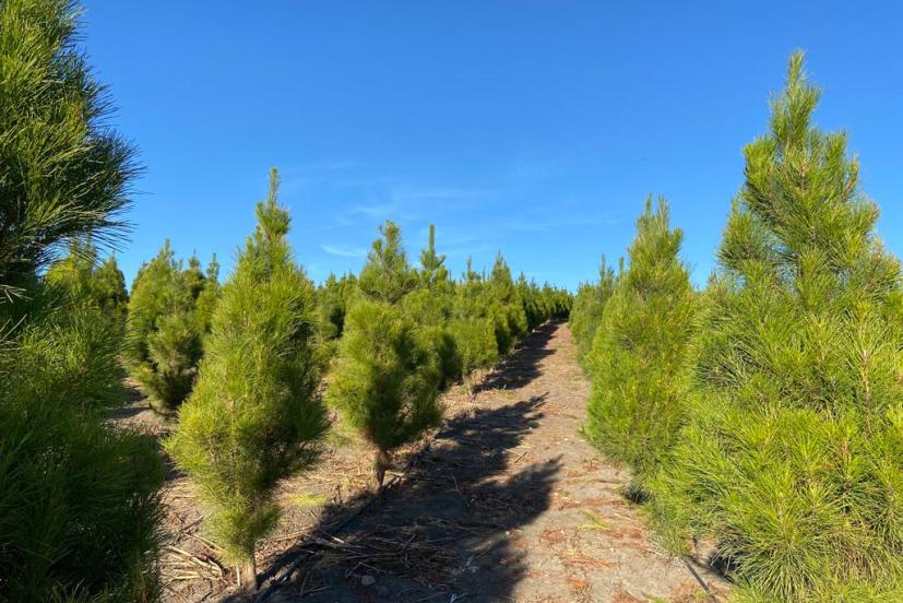 Pronzini Farms Christmas Trees