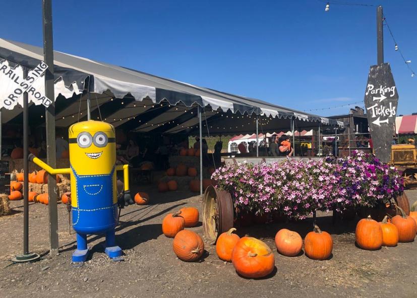 Pronzini Pumpkin Patch