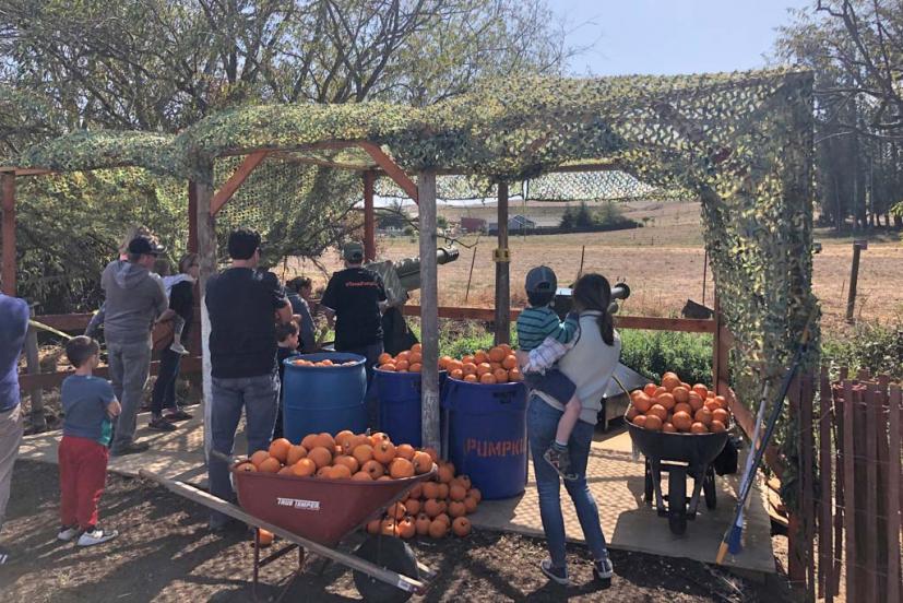 McClellands Dairy Pumpkin Patch