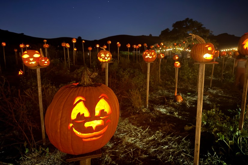 Pumpkins on pikes