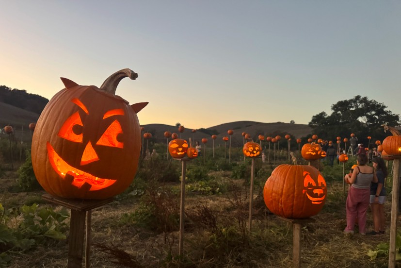 Pumpkins on pikes