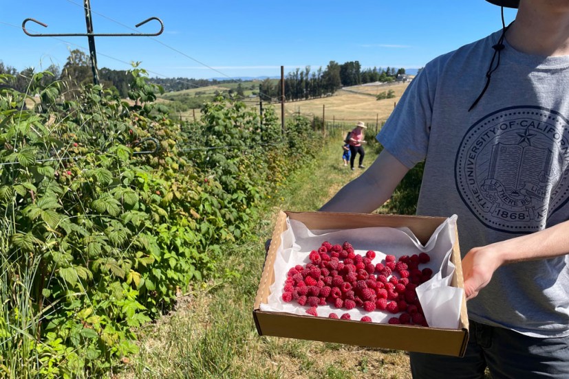 raspberry u-pick boring farm sebastopol