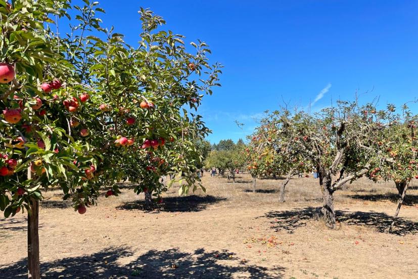 Apple-a-Day Ratzlaff Ranch apple u-pick Sebastopol
