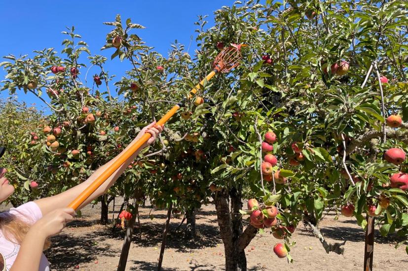 Apple-a-Day Ratzlaff Ranch apple u-pick Sebastopol