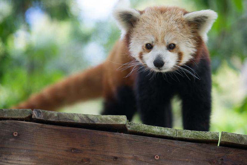 Red Panda at Happy Hollow Zoo in San Jose