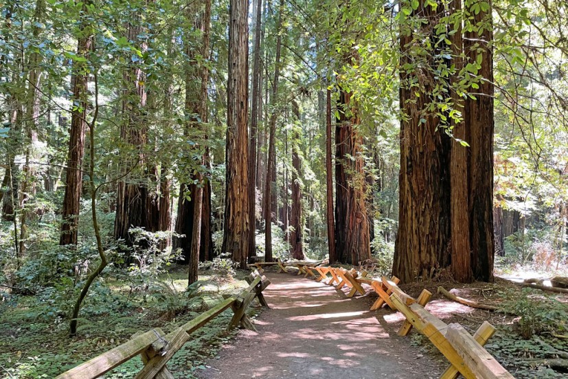Armstrong Redwoods trail