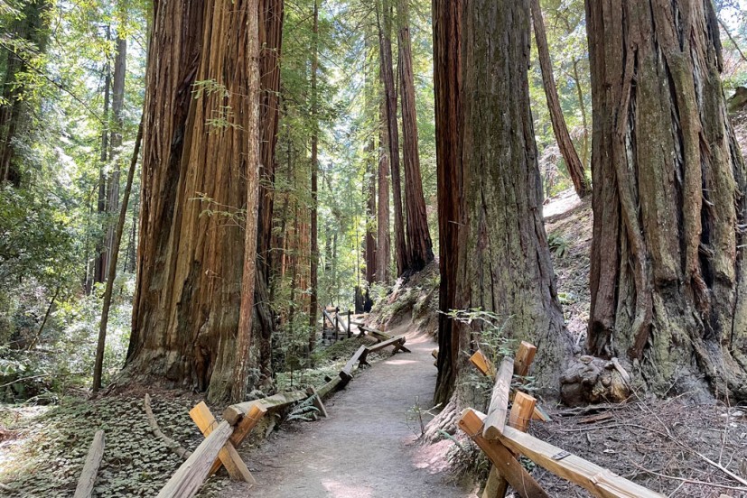 Armstrong Redwoods