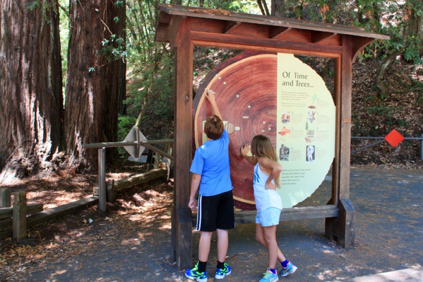 Armstrong Redwoods