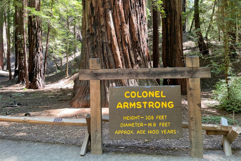 Col. Armstrong Tree
