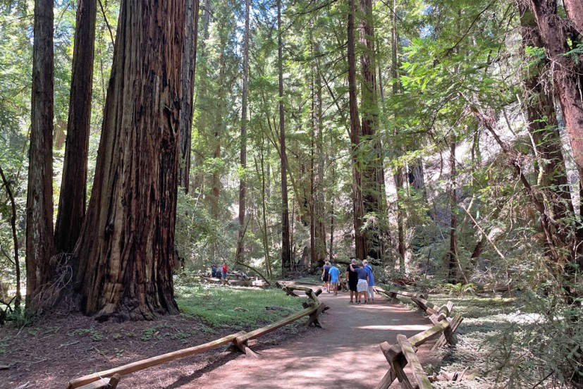 Armstrong Redwoods