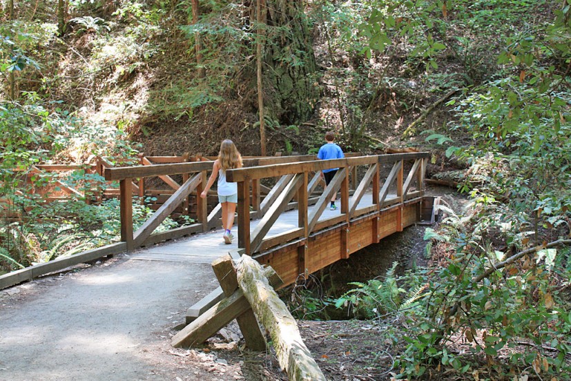 Armstrong Redwoods