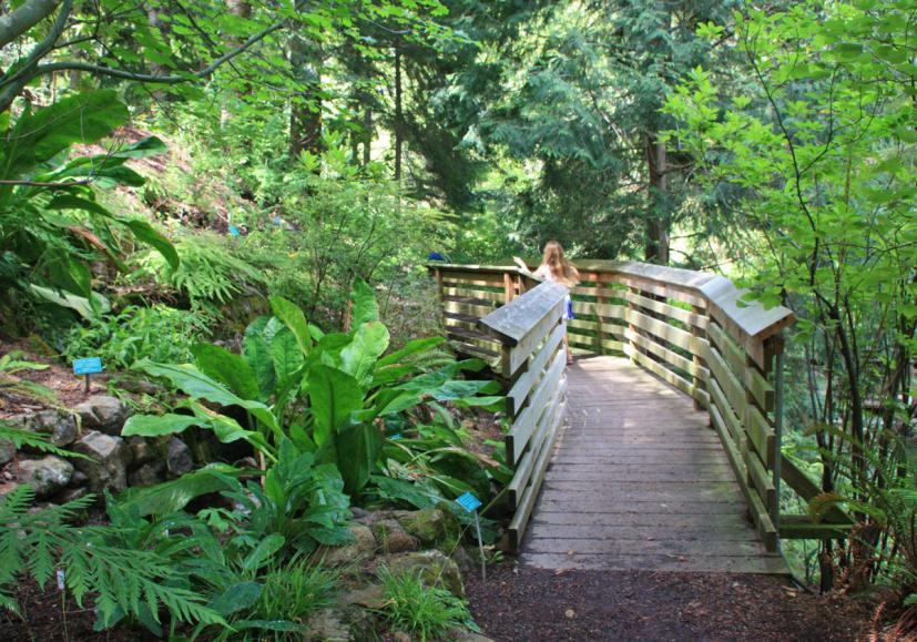 Bridge in lush green botanical garden