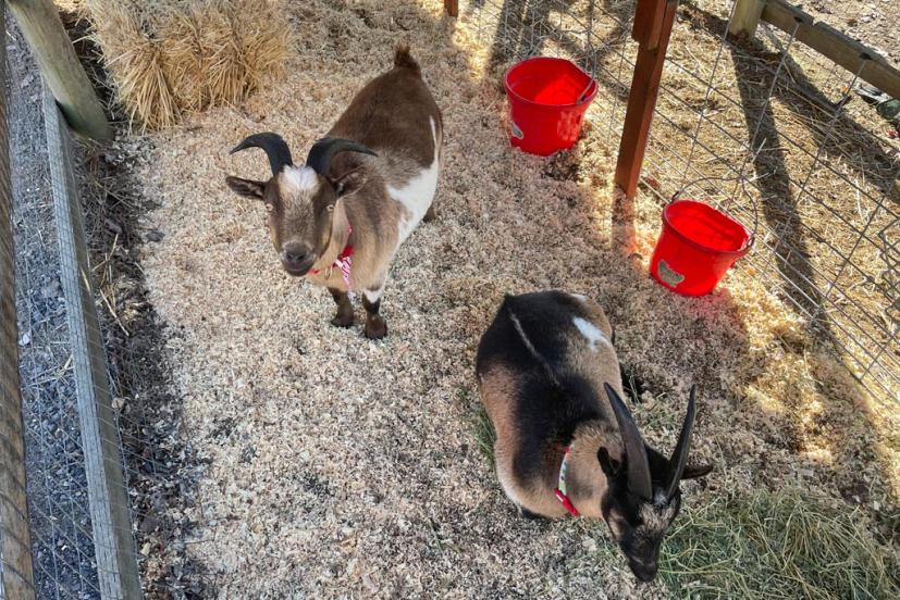 Reindeer Ridge tree farm goats