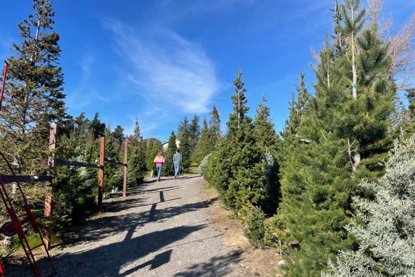 Reindeer Ridge path