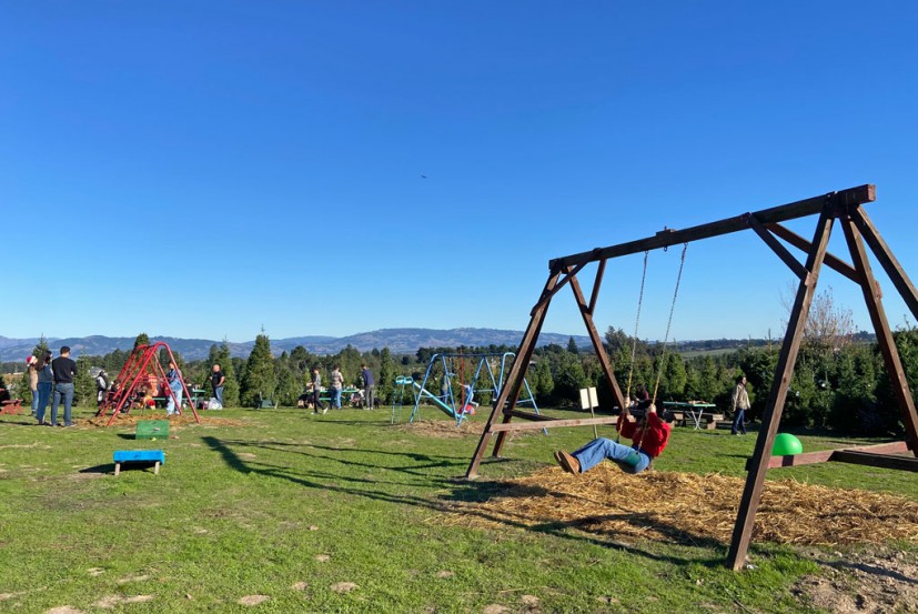 Reindeer Ridge Christmas Trees Sebastopol