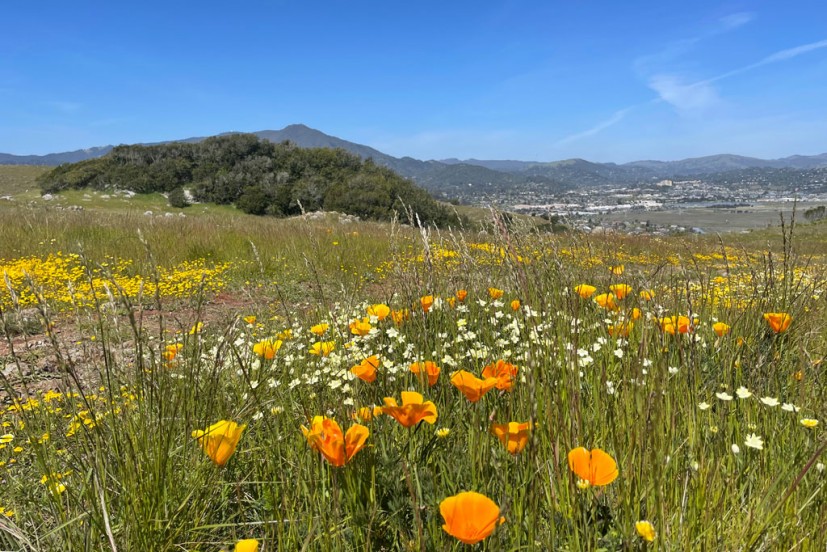 Wildflowers on Ring Mountain